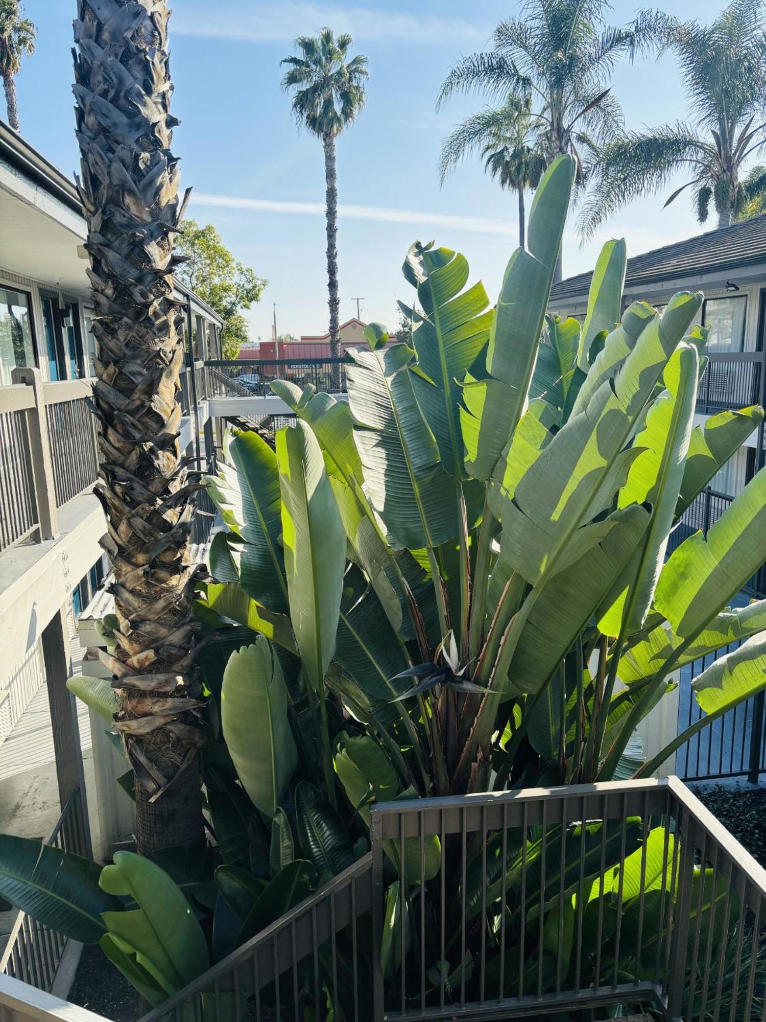 Motel 6-Santa Ana, Ca Buitenkant foto